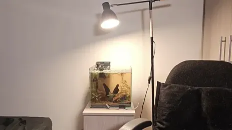 Mia_belmont yayın görüntüsü